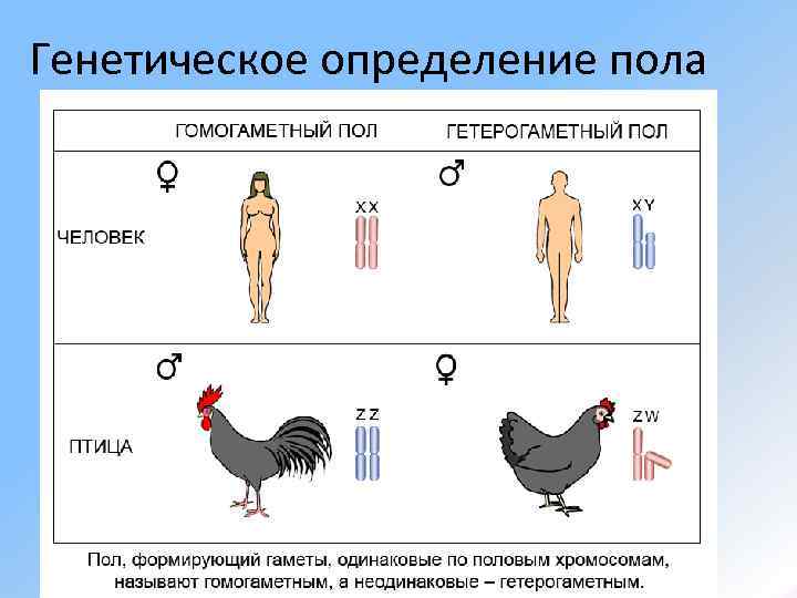 Генетическое определение пола 