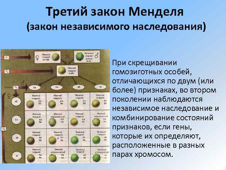   Третий закон Менделя (закон независимого наследования)   При скрещивании  