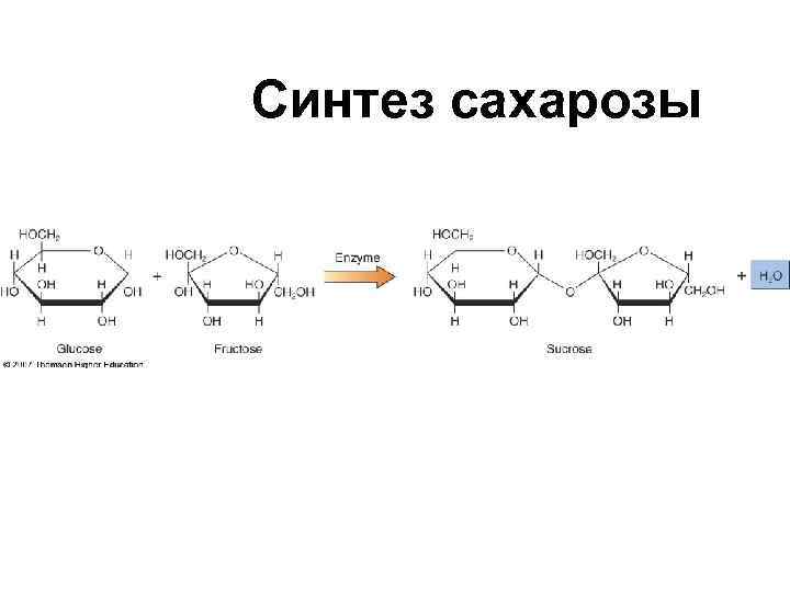 Синтез сахарозы Синтез сахарозы