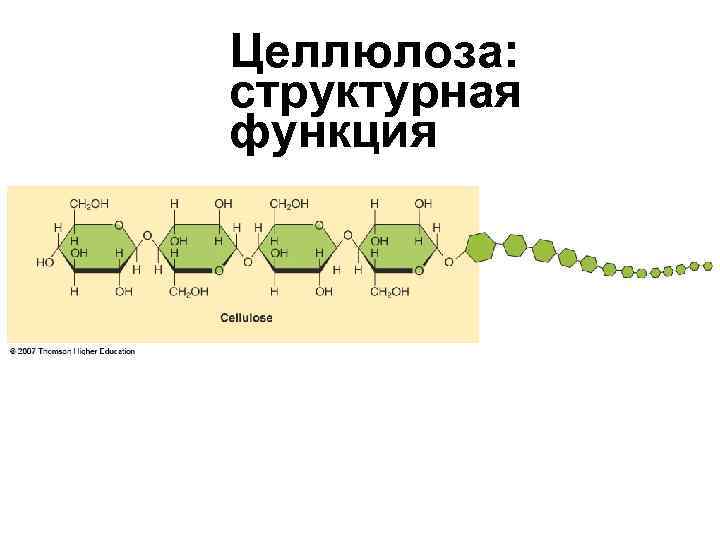 Целлюлоза: структурная функция Целлюлоза: структурная функция