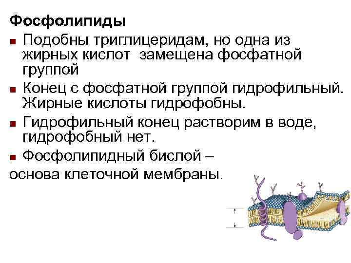 Фосфолипиды n Подобны триглицеридам, но одна из жирных кислот замещена фосфатной группой Фосфолипиды n Подобны триглицеридам, но одна из жирных кислот замещена фосфатной группой