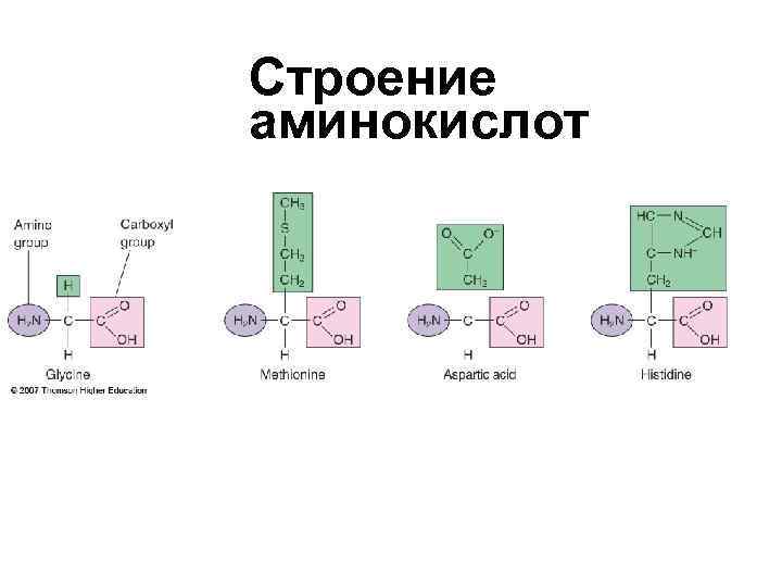 Строение аминокислот Строение аминокислот
