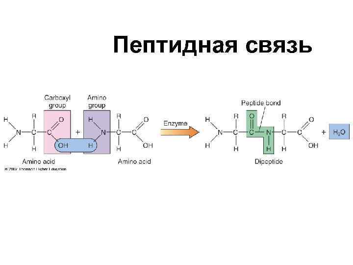 Пептидная связь является. Схема пептидной связи. Пептидная связь. Разрыв пептидной связи. Пептидная связь вид связи.