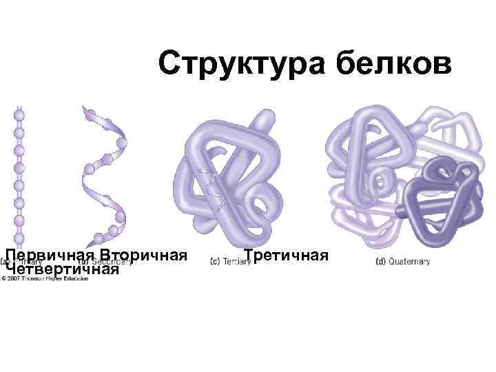 Вторичная третичная структура белков