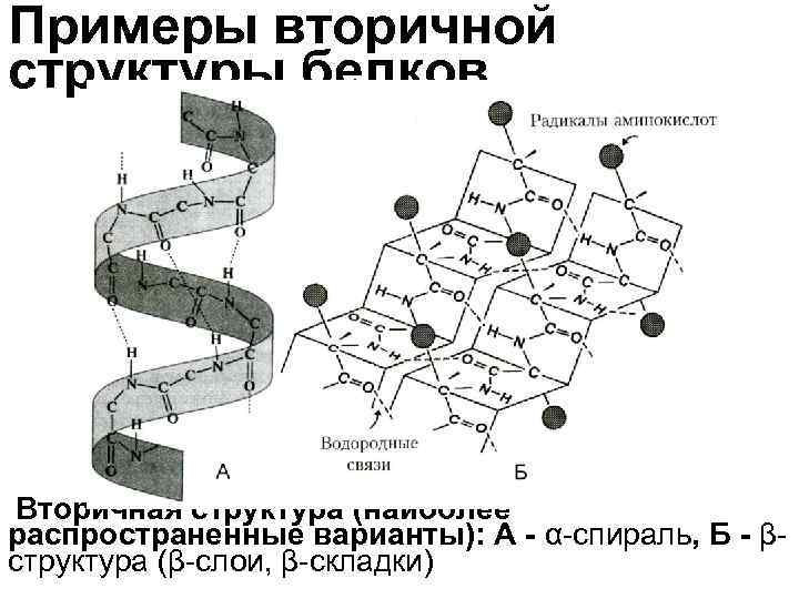 Примеры вторичной структуры белков Вторичная структура (наиболее распространенные варианты): А - α-спираль, Б - Примеры вторичной структуры белков Вторичная структура (наиболее распространенные варианты): А - α-спираль, Б -