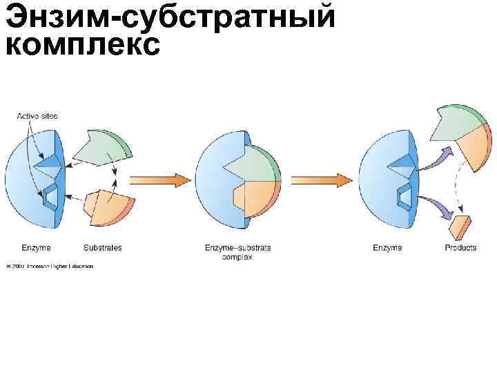 Энзим-субстратный комплекс Энзим-субстратный комплекс
