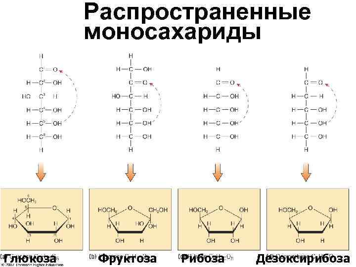 Распространенные моносахариды Глюкоза Фруктоза Рибоза Дезоксирибоза Распространенные моносахариды Глюкоза Фруктоза Рибоза Дезоксирибоза