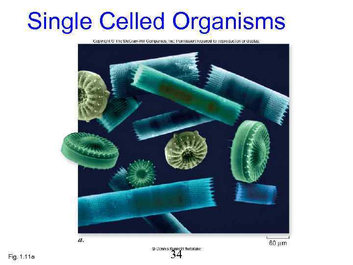  Single Celled Organisms Fig. 1. 11 a   34 