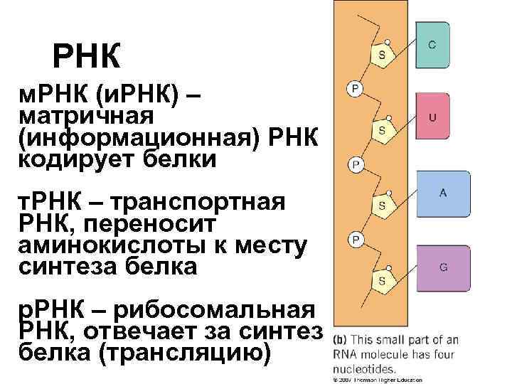 Одну аминокислоту белка кодирует