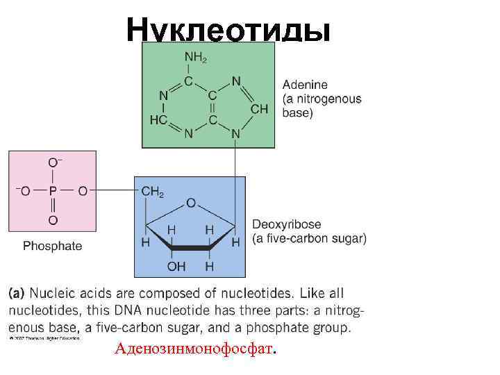  Нуклеотиды Аденозинмонофосфат. 