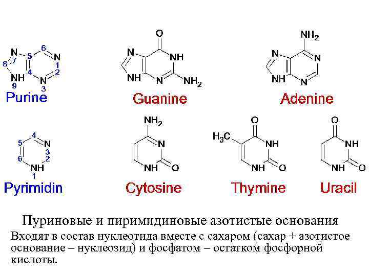  Пуриновые и пиримидиновые азотистые основания Входят в состав нуклеотида вместе с сахаром (сахар