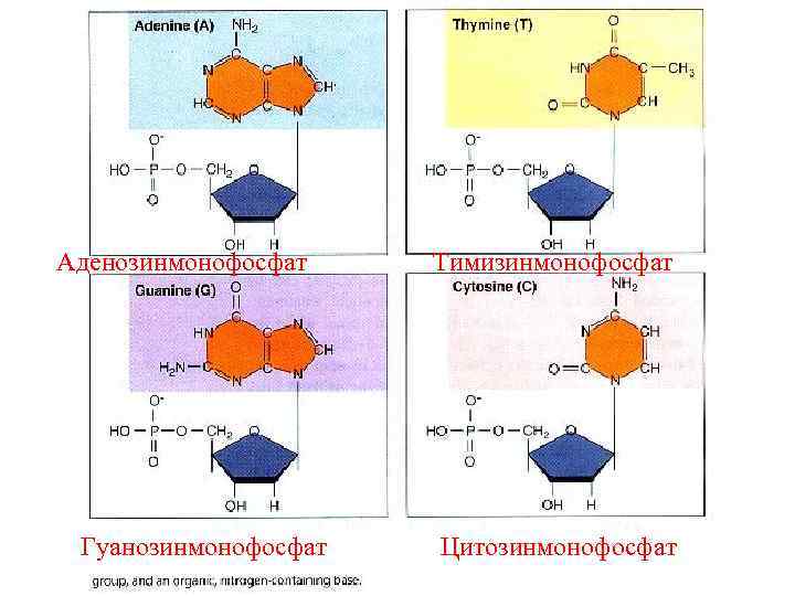 Аденозинмонофосфат  Тимизинмонофосфат Гуанозинмонофосфат  Цитозинмонофосфат 