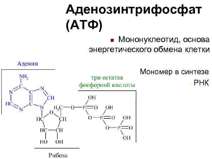 Аденозинтрифосфат (ATФ)    Мононуклеотид, основа    n  энергетического обмена