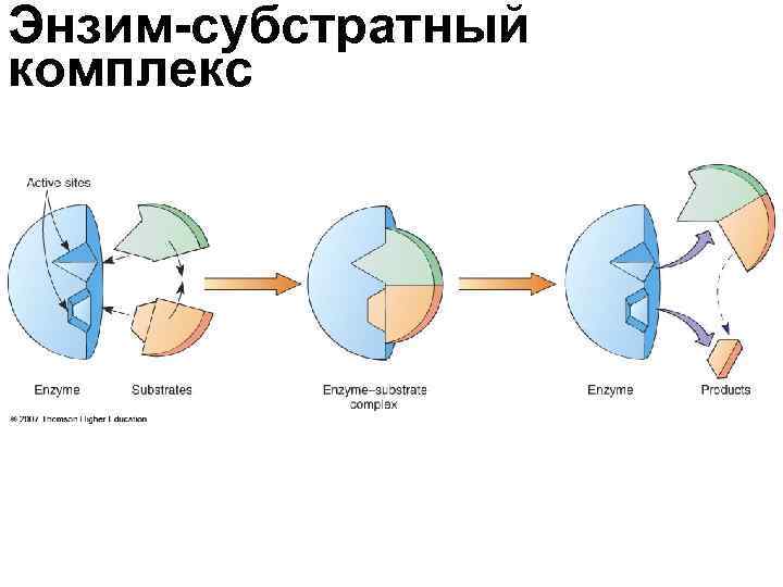 Энзим это. Энзим. Субстратный комплекс. Прочность энзим-субстратного комплекса. Энзимы какие бывают.