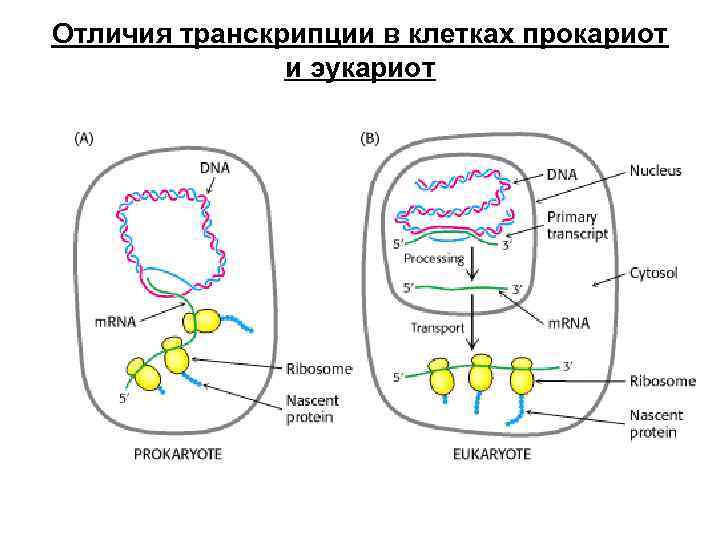 Отличия транскрипции в клетках прокариот   и эукариот 