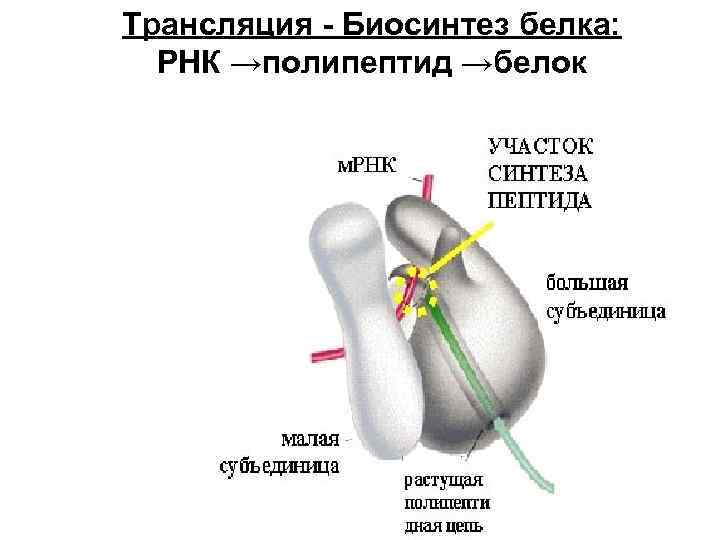 Трансляция - Биосинтез белка: РНК →полипептид →белок 