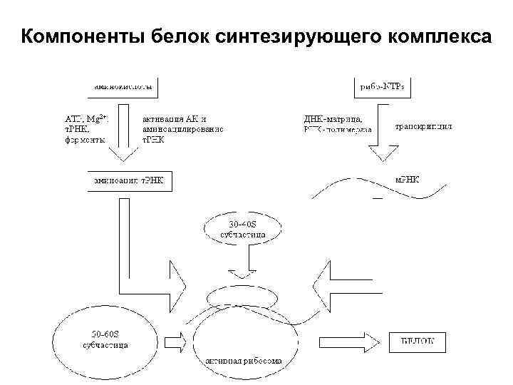 Компоненты белок синтезирующего комплекса 
