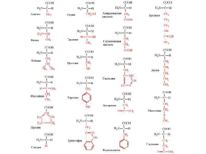 Генетический код: 