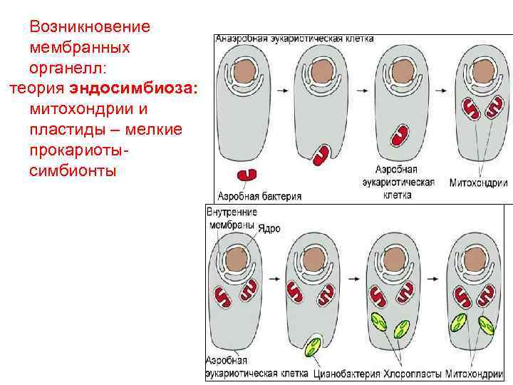  Возникновение  мембранных  органелл:  теория эндосимбиоза:  митохондрии и  пластиды