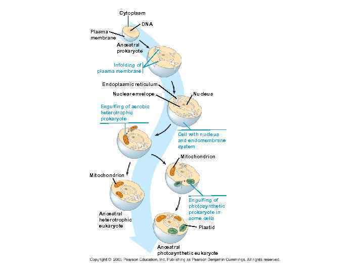   Cytoplasm     DNA Plasma membrane  Ancestral  prokaryote
