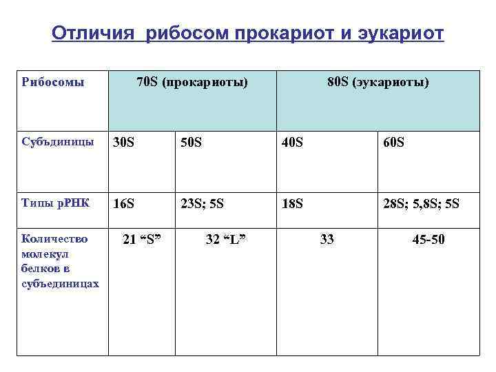   Отличия рибосом прокариот и эукариот Рибосомы   70 S (прокариоты) 