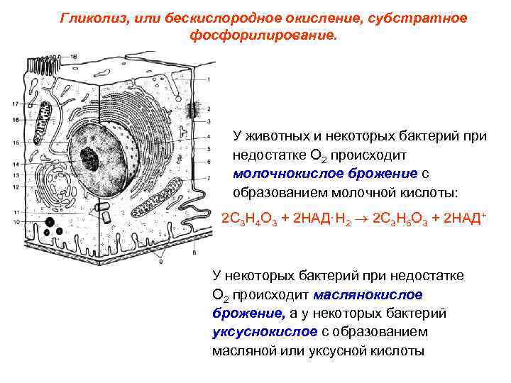 Гликолиз, или бескислородное окисление, субстратное   фосфорилирование.      У