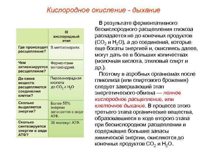 Кислородное окисление - дыхание    В результате ферментативного    бескислородного