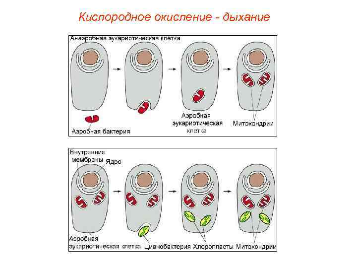 Кислородное окисление - дыхание 