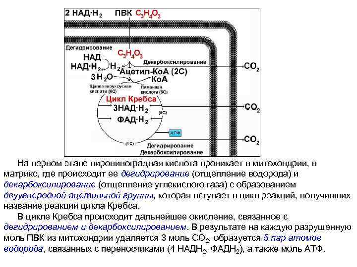   На первом этапе пировиноградная кислота проникает в митохондрии, в матрикс, где происходит