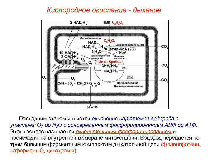    Кислородное окисление - дыхание  Последним этапом является окисление пар атомов