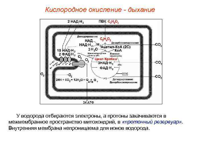    Кислородное окисление - дыхание  У водорода отбираются электроны, а протоны