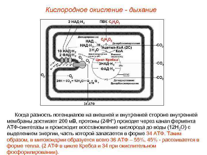   Кислородное окисление - дыхание  Когда разность потенциалов на внешней и