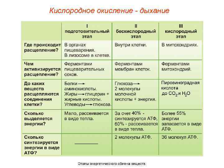 Кислородное окисление - дыхание 