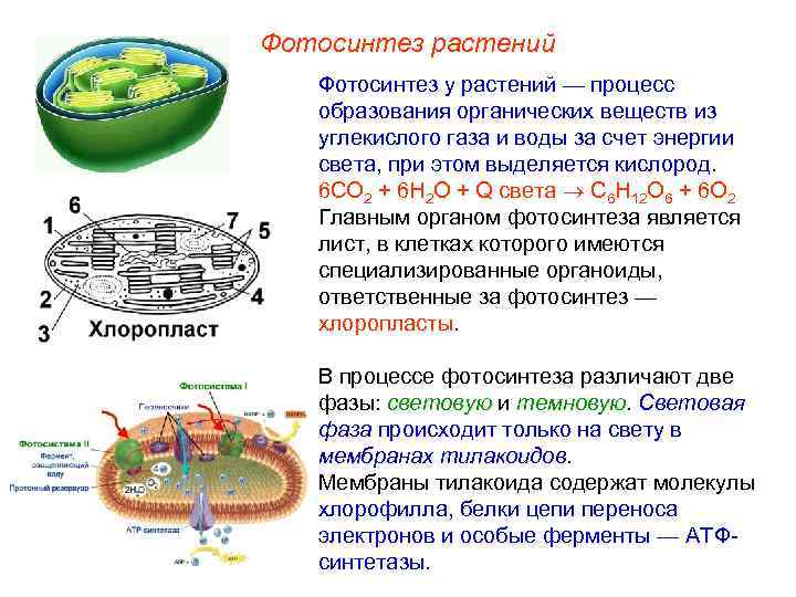 Фотосинтез растений  Фотосинтез у растений — процесс образования органических веществ из углекислого газа