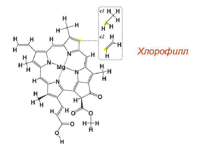 Хлорофилл 