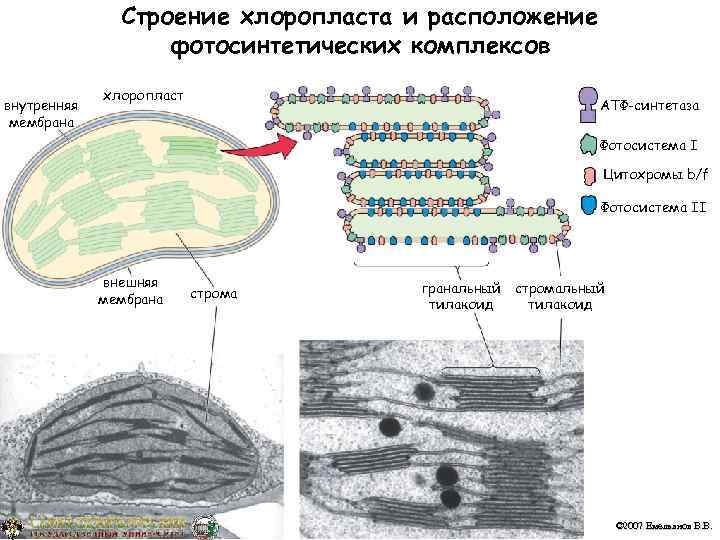     Строение хлоропласта и расположение    фотосинтетических комплексов 