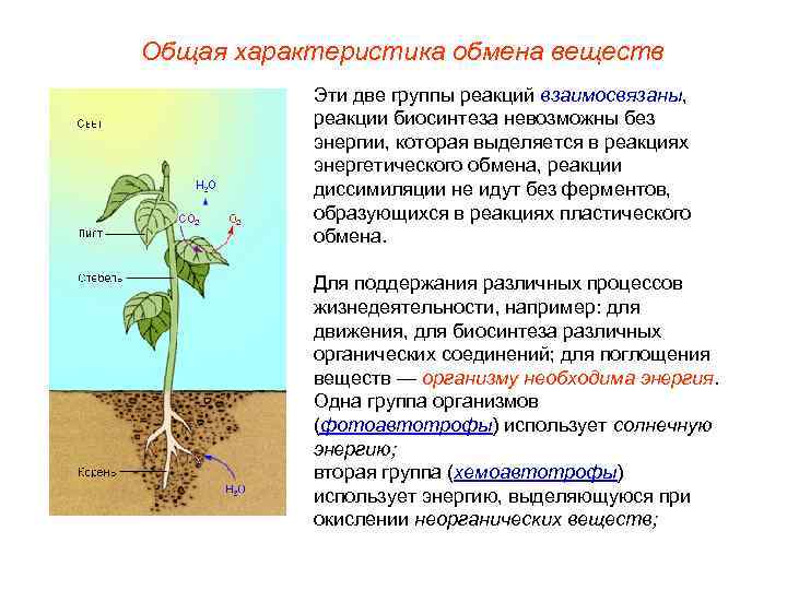 Общая характеристика обмена веществ  Эти две группы реакций взаимосвязаны,   реакции биосинтеза