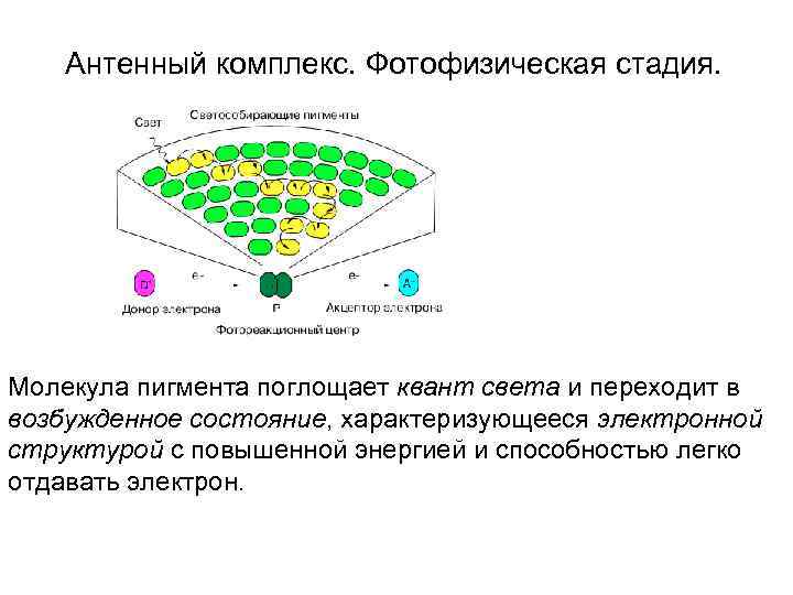   Антенный комплекс. Фотофизическая стадия.  Молекула пигмента поглощает квант света и переходит