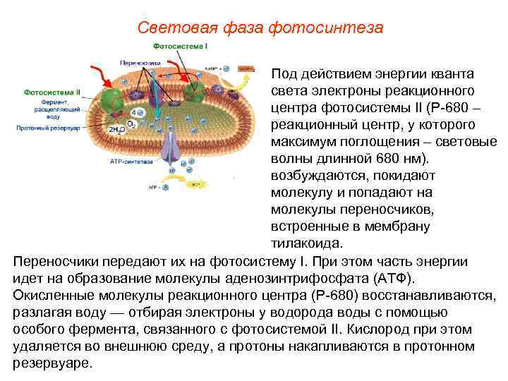     Световая фаза фотосинтеза       Под