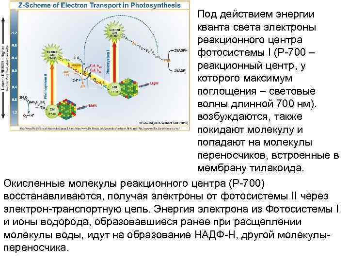       Под действием энергии     