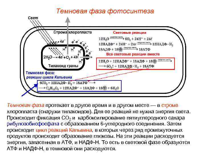     Темновая фаза фотосинтеза Темновая фаза протекает в другое время и