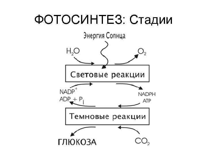 ФОТОСИНТЕЗ: Стадии 