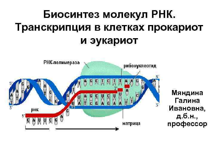   Биосинтез молекул РНК.  Транскрипция в клетках прокариот  и эукариот 