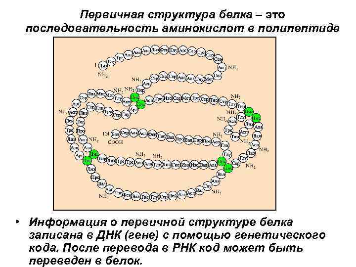    Первичная структура белка – это  последовательность аминокислот в полипептиде •