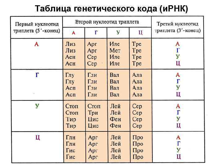 Таблица генетического кода (и. РНК) 