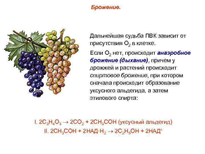     Брожение.    Дальнейшая судьба ПВК зависит от 