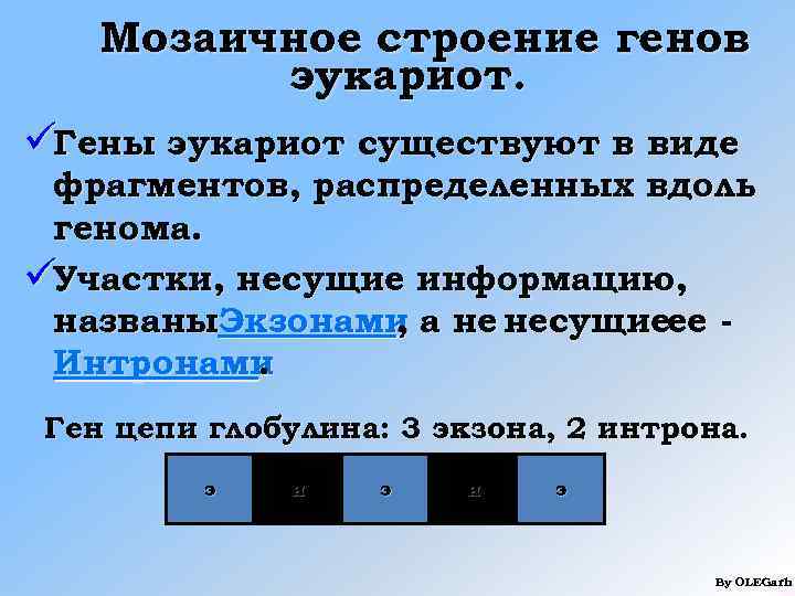   Мозаичное строение генов   эукариот. üГены эукариот существуют в виде фрагментов,