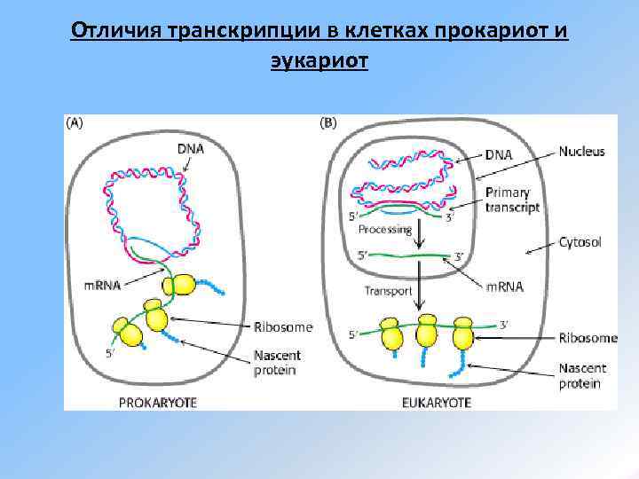 Отличия транскрипции в клетках прокариот и   эукариот 