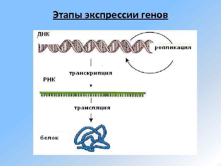 Этапы экспрессии генов 