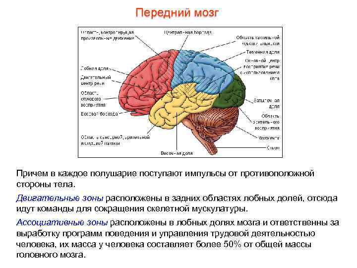      Передний мозг Причем в каждое полушарие поступают импульсы от